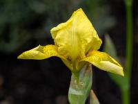 Schwertlilie gelb (Iris)